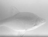 fisktyp brax (stor fet fisk)