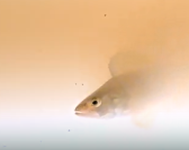 Fisktyp abborre (klassisk åländsk fisk)