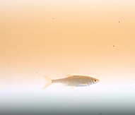 fisktyp smolt (liten avlång fisk)