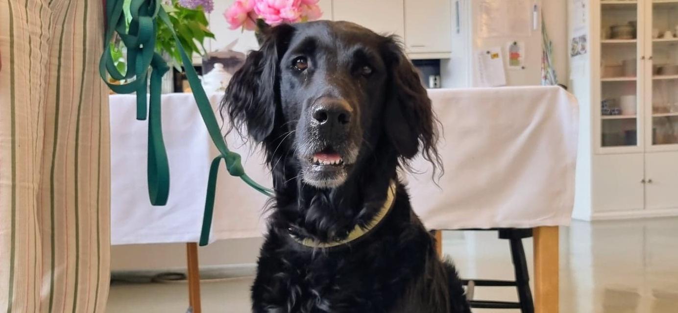 Hunden Ninni på avdelning. Hunden Ninni på avdelning. Pälsen är svart och glansig.