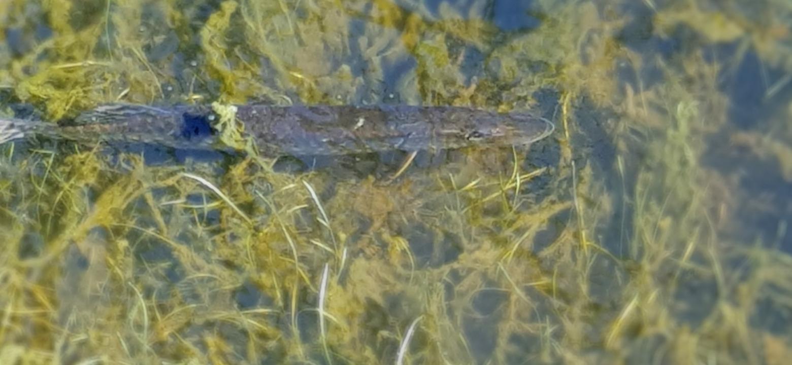 Lekande gädda halvt synlig i sjögräset i våtmarken