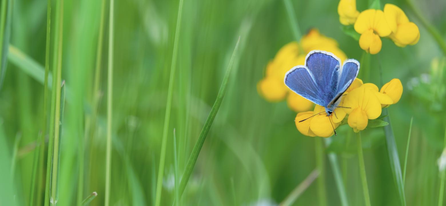 Blå fjäril på blomma i långt gräs