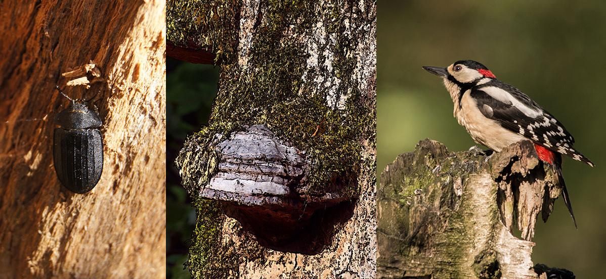 Bildkollage på en skalbagge, en svamp (ticka) och en hackspett