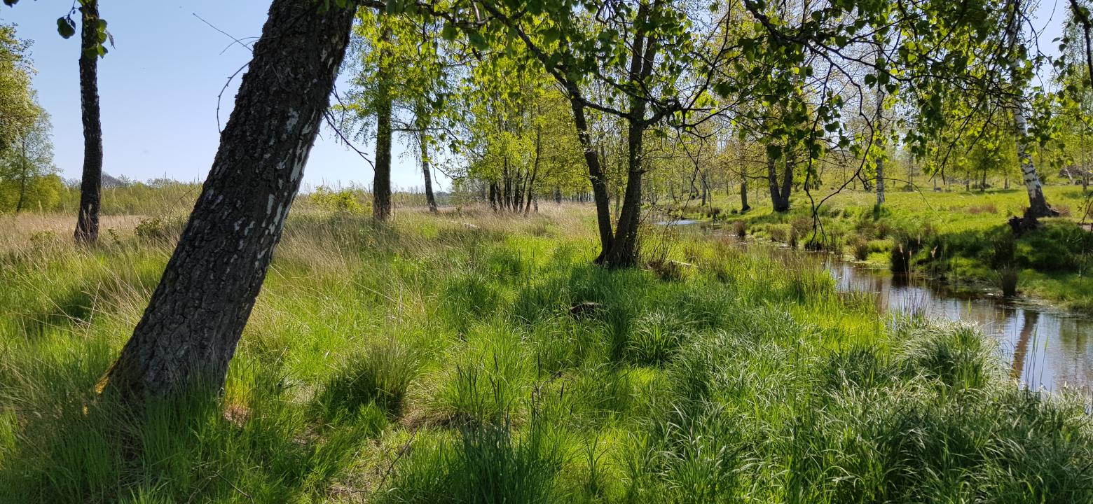 Apalängens våtmark