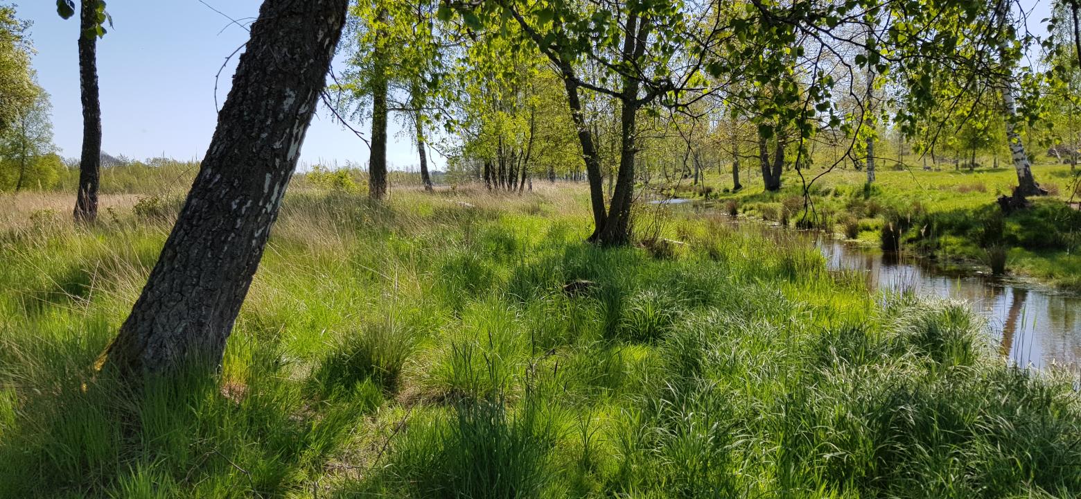 Våtmark