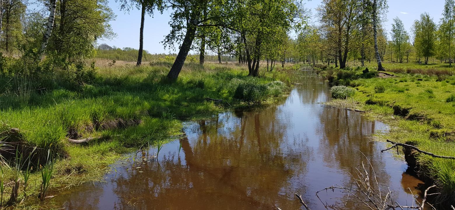 Brunt vatten vid inlöpet vid Sviby ån med lövträd och annan växtlighet