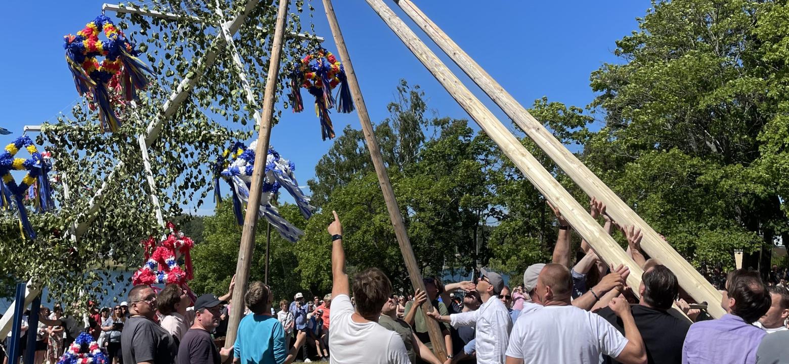 Foto på när midsommarstången i Engelska parken reses av villiga händer.