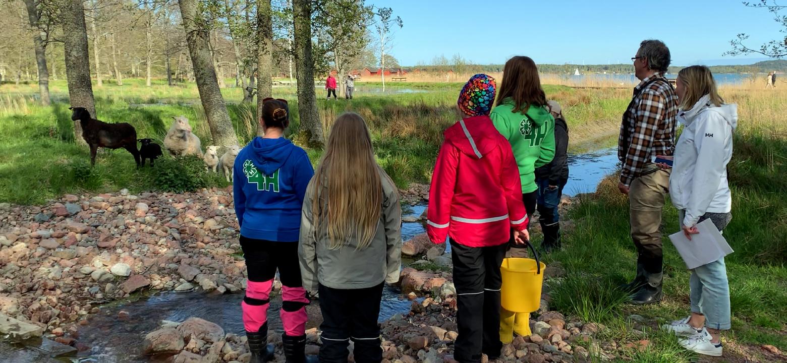 Hjälpande händer vid gäddsläpp i Nabbens våtmark 2021. 4H-ledare och barn ser på får i våtmarken