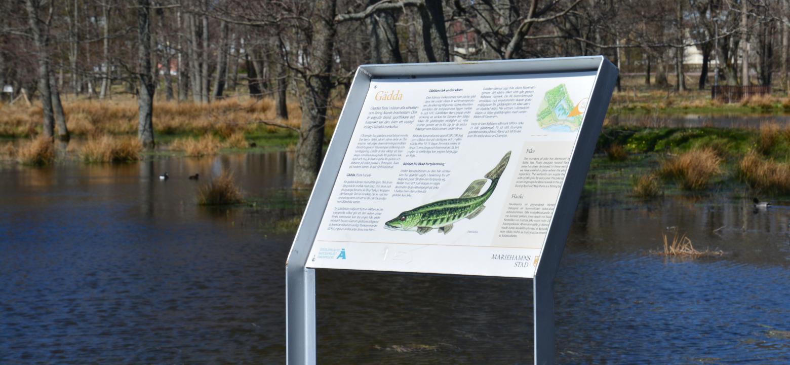 infoskylt i våtmarken vid Nabben om gäddor