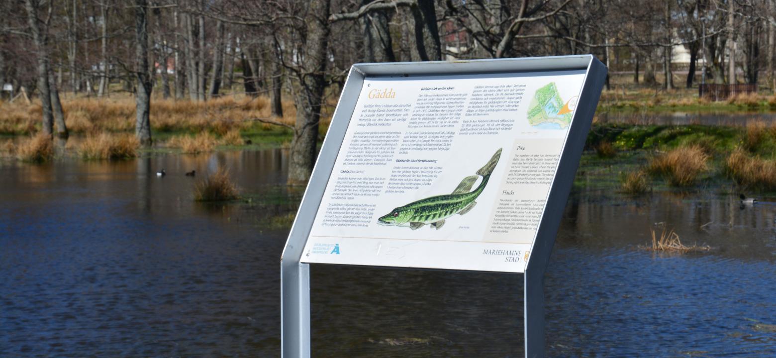 skylt för gädda i våtmarken vid Nabben