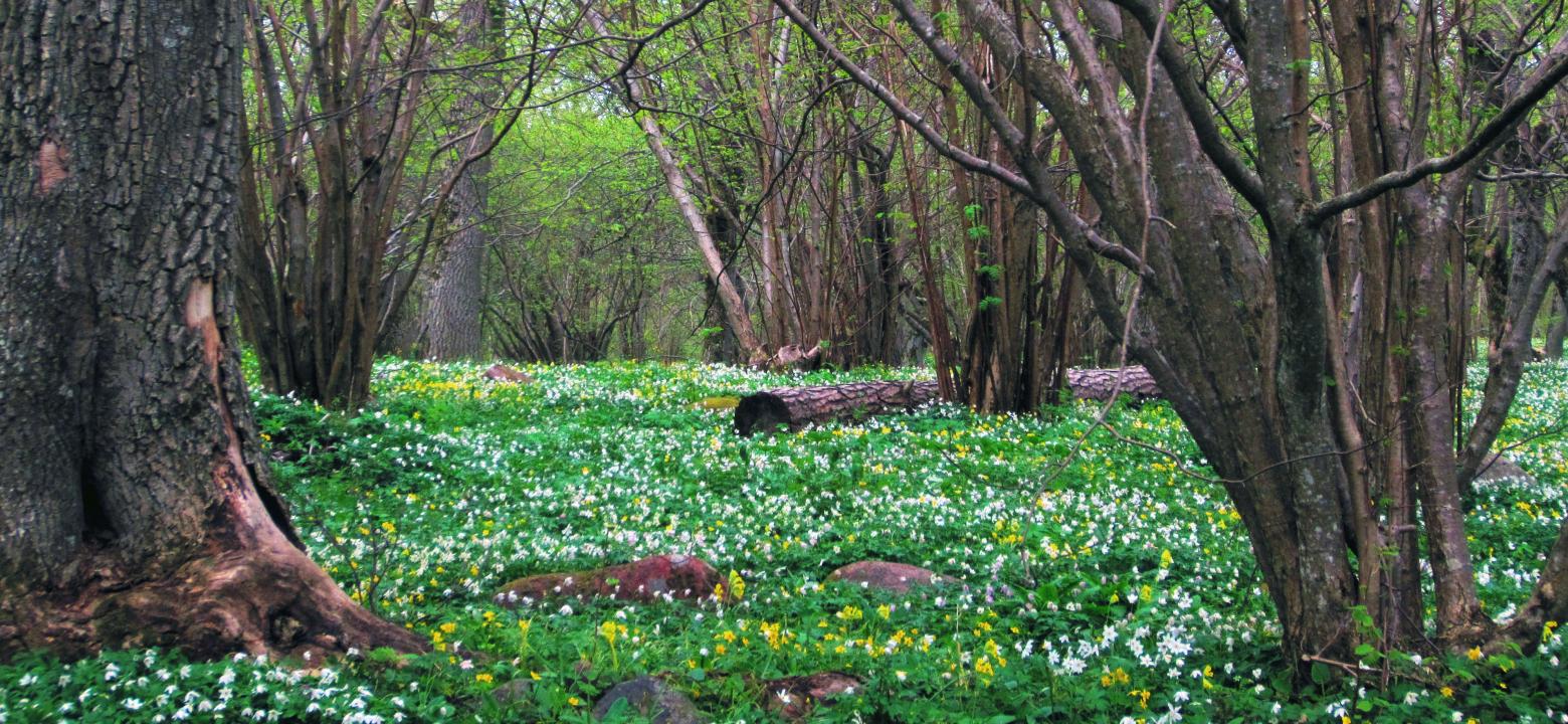 Blomstrande skogsäng