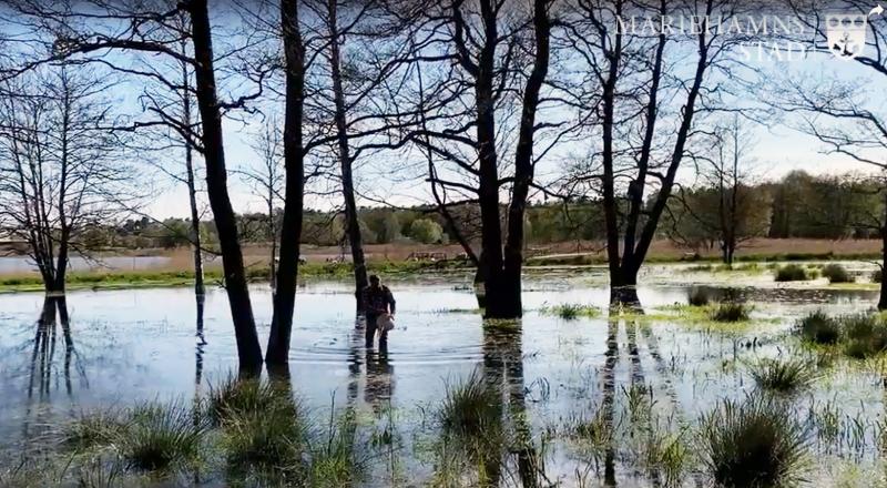 En man släpper ut yngel i våtmarken från en hink, klipp från youtubefilm