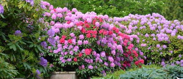 Bilden visar massor av rhododendron