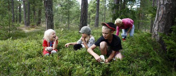 Bilden visar personer som plockar bär i skogen